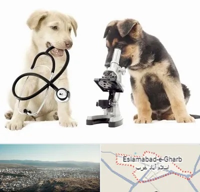 آزمایشگاه دامپزشکی در اسلام آباد غرب