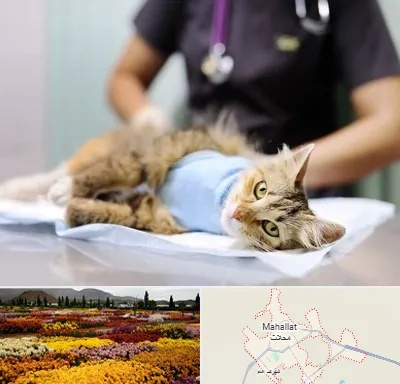 عقیم سازی گربه در محلات