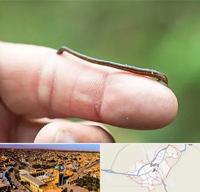 مرکز زالو درمانی در بافق