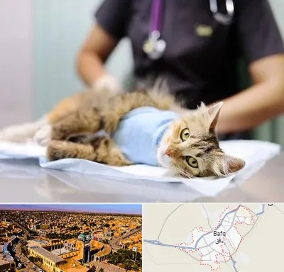 عقیم سازی گربه در بافق
