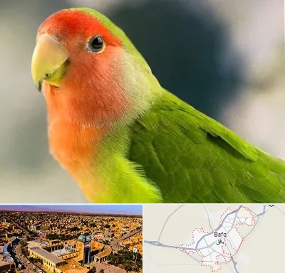 فروش طوطی در بافق