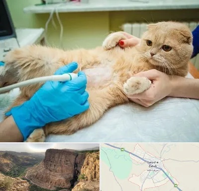 سونوگرافی گربه در سرپل ذهاب