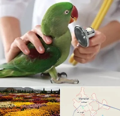 درمانگاه شبانه روزی پرندگان در محلات