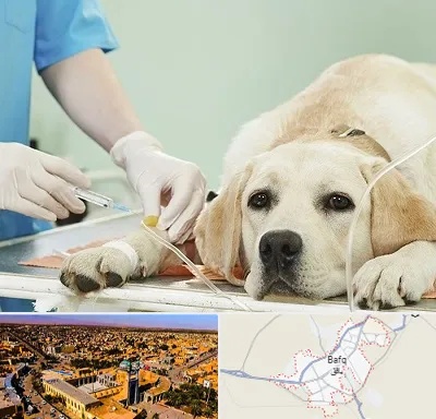 دامپزشک جراح در بافق