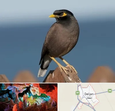 فروش مرغ مینا در دلیجان