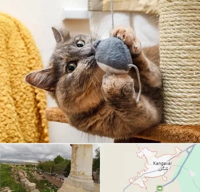 خرید اسباب بازی گربه در کنگاور