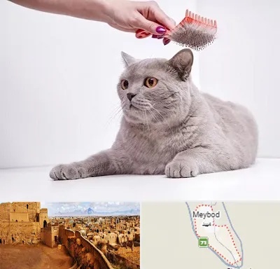 آرایشگاه گربه در میبد