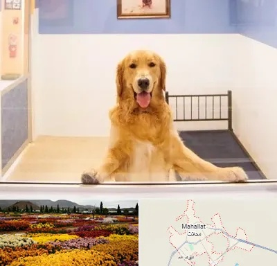 پانسیون حیوان خانگی در محلات