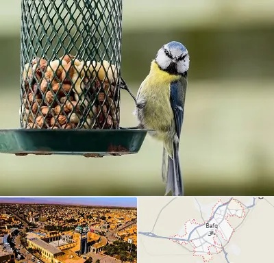 فروشگاه غذای پرندگان در بافق