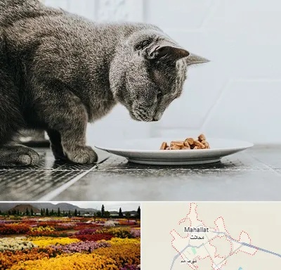 خرید غذای گربه در محلات