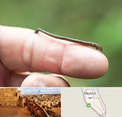 مرکز زالو درمانی در میبد