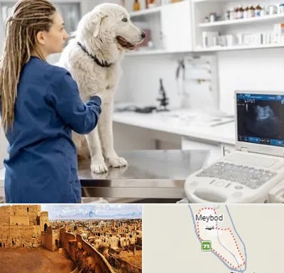 سونوگرافی سگ در میبد