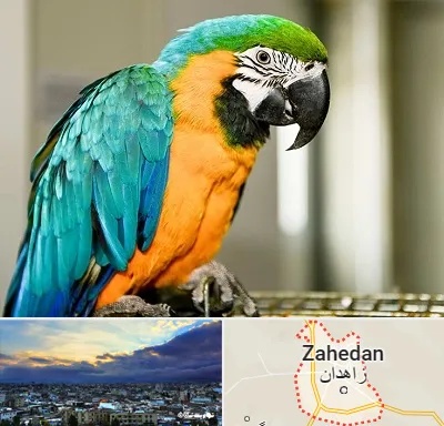داروخانه شبانه روزی پرندگان در زاهدان