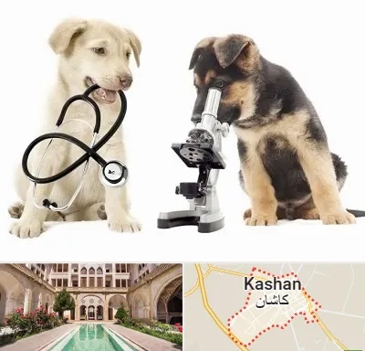 آزمایشگاه دامپزشکی در کاشان
