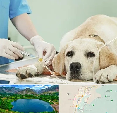 دامپزشک جراح در رودبار