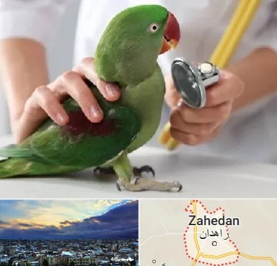 درمانگاه شبانه روزی پرندگان در زاهدان