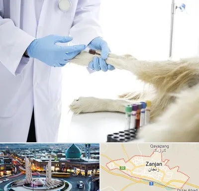 آزمایشگاه حیوانات در زنجان