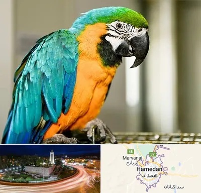 داروخانه شبانه روزی پرندگان در همدان