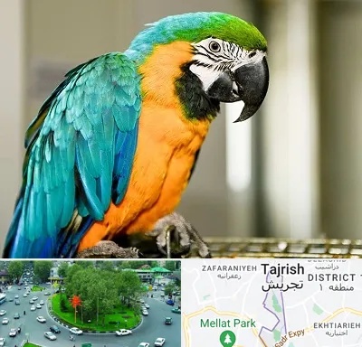 داروخانه شبانه روزی پرندگان در تجریش 
