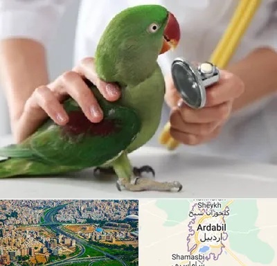 درمانگاه شبانه روزی پرندگان در اردبیل