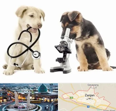آزمایشگاه دامپزشکی در زنجان