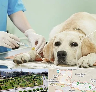 دامپزشک جراح در پردیس