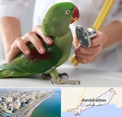درمانگاه شبانه روزی پرندگان در بندرعباس
