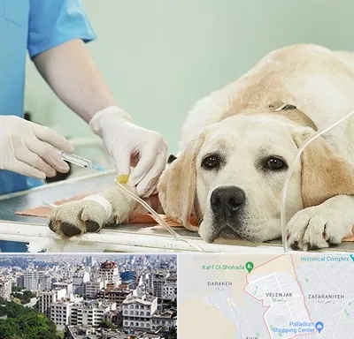 دامپزشک جراح در ولنجک 