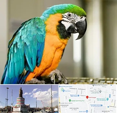داروخانه شبانه روزی پرندگان در کارگر جنوبی 