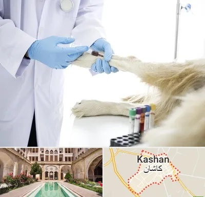 آزمایشگاه حیوانات در کاشان