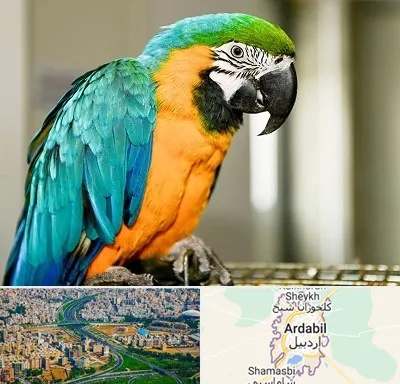 داروخانه شبانه روزی پرندگان در اردبیل