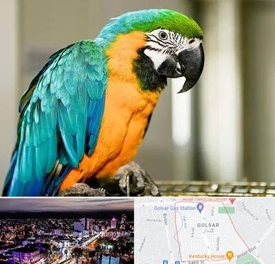 داروخانه شبانه روزی پرندگان در گلسار رشت 