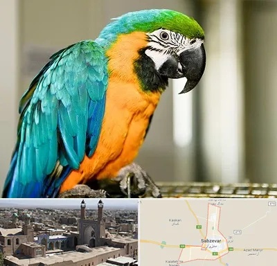 داروخانه شبانه روزی پرندگان در سبزوار