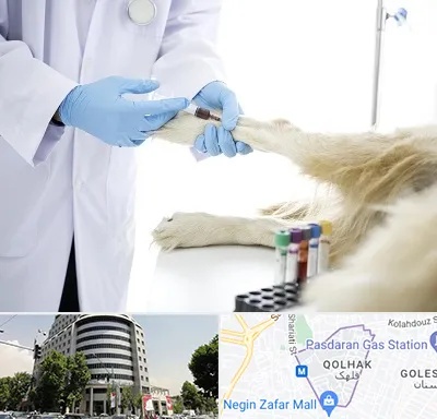آزمایشگاه حیوانات در قلهک 