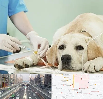 دامپزشک جراح در توحید 