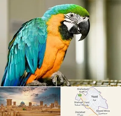 داروخانه شبانه روزی پرندگان در یزد