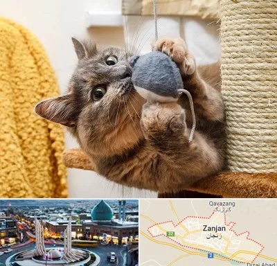 خرید اسباب بازی گربه در زنجان