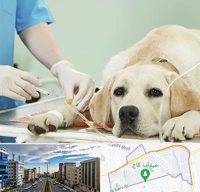 دامپزشک جراح در سعادت آباد 