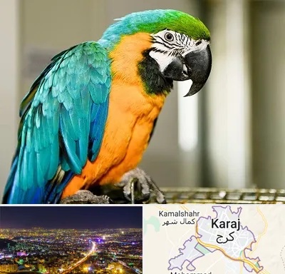 داروخانه شبانه روزی پرندگان در کرج