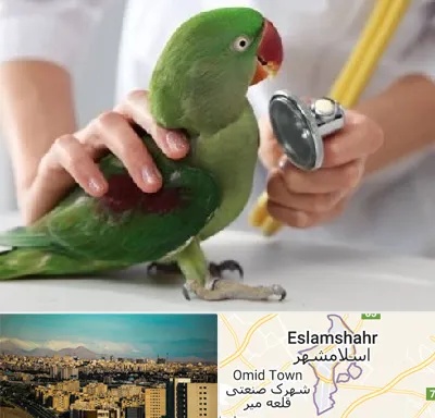 درمانگاه شبانه روزی پرندگان در اسلامشهر