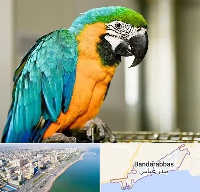 داروخانه شبانه روزی پرندگان در بندرعباس