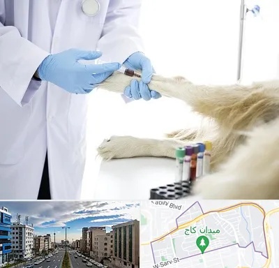 آزمایشگاه حیوانات در سعادت آباد 