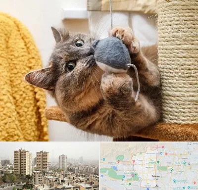 خرید اسباب بازی گربه در منطقه 5 تهران 