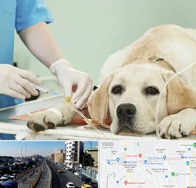 دامپزشک جراح در پیروزی 