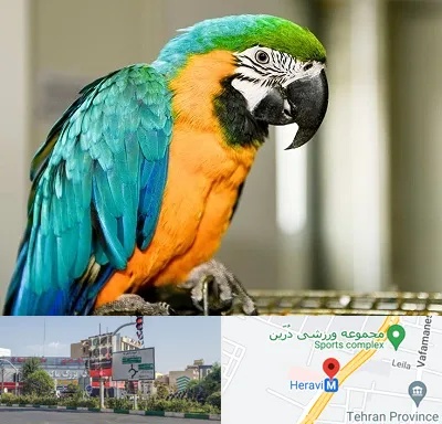 داروخانه شبانه روزی پرندگان در هروی 