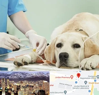 دامپزشک جراح در جردن 