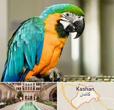 داروخانه شبانه روزی پرندگان در کاشان