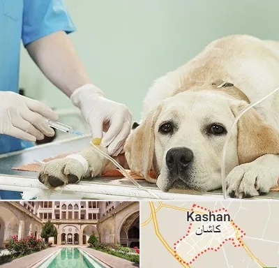 دامپزشک جراح در کاشان