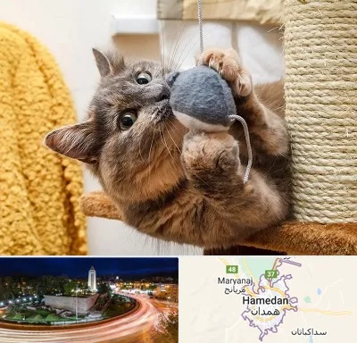 خرید اسباب بازی گربه در همدان