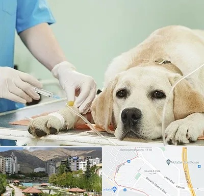 دامپزشک جراح در شهر زیبا 